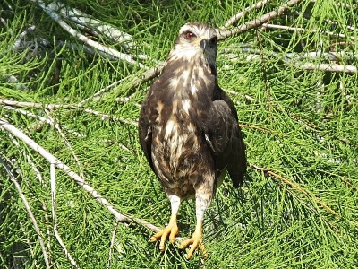 蜗牛风筝(Rostrhamus sociabilis)栖息在佛罗里达的一棵树上