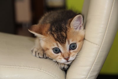 小猫