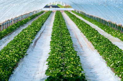 草莓果实的栽培采用塑料栽培法，植物生长在塑料覆盖在步入式温室隧道
