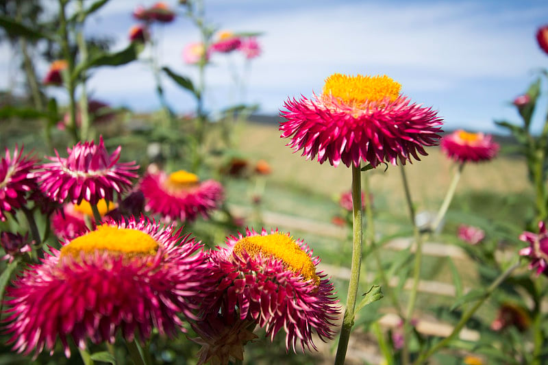 山上的草花，草花或长生草(Helichrysum bracteatum)