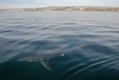 大白鲨(Carcharodon carcharias)