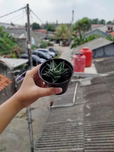 仙人掌