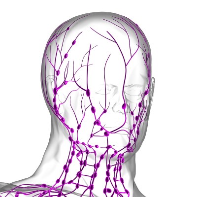 人体淋巴结解剖用于医学概念3D渲染