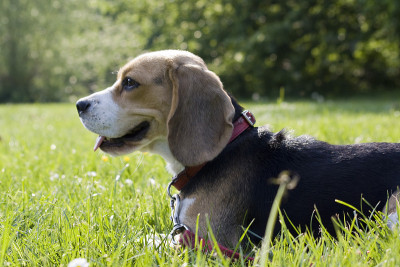 小猎犬号