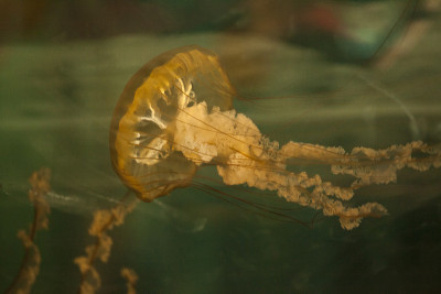 水母