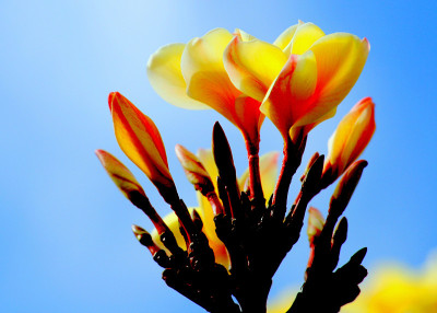 黄色plumeria