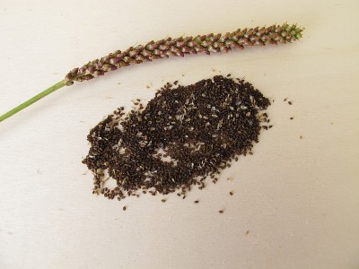 大车前草的可食种子，大车前草
