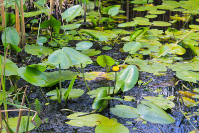 黄水花(Nuphar Lutea)
