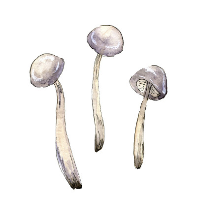 画蘑菇的水彩素描