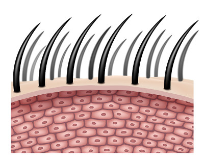 Hair cells or follicles