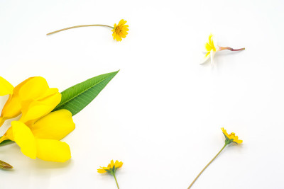金巴，黄花孤立，自由，花火焰