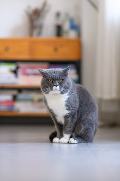 灰猫，在室内被射杀