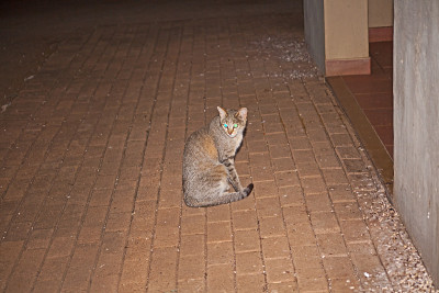 非洲野猫(非洲野猫)13731