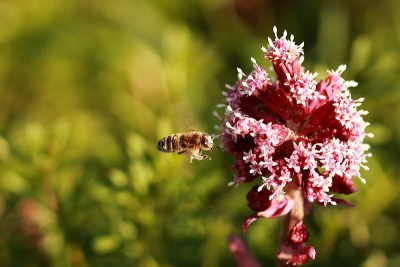 野生蜜蜂