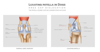 犬髌骨内侧脱位及健康关节