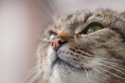 宏猫枪口