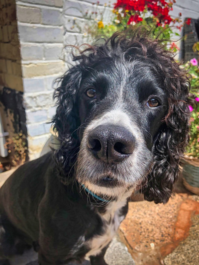 花园里的可卡犬