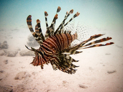 Pterois Volitans
