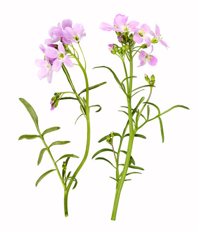 淡粉色杜鹃花如近景，孤立无间