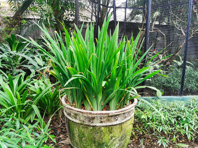 花园鸢尾植物的自然景观。新鲜的绿色热带植物