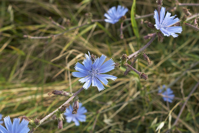 Cichorium Intybus