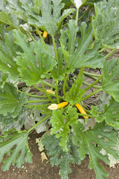 西葫芦农场