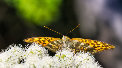 龙舌兰花上的取食蝴蝶下面的特写。Argynnis paphia。Aaegopodium podagr