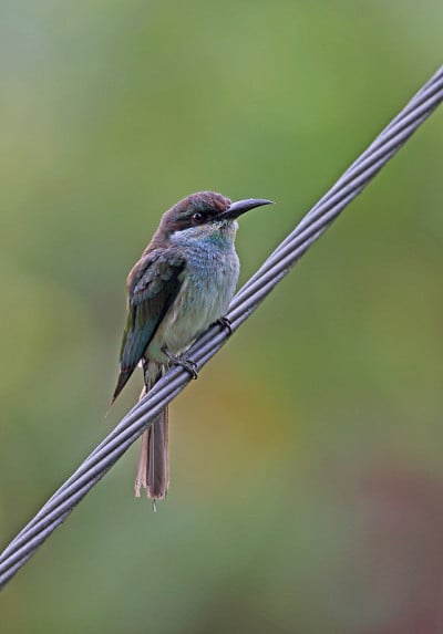 Blue-throated食蜂鸟
