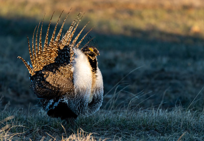 Greater Sage-grouse Courtship Display on Lek