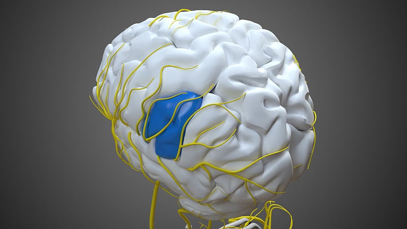 医学概念3D的大脑边缘上回解剖