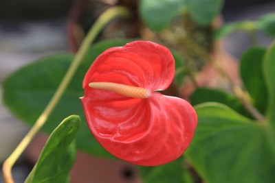 花烛属植物