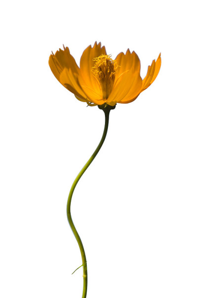 花的白色