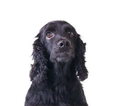 可卡犬