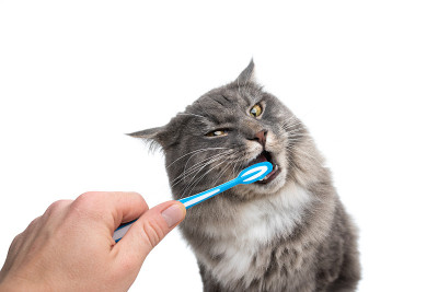 猫的牙齿刷