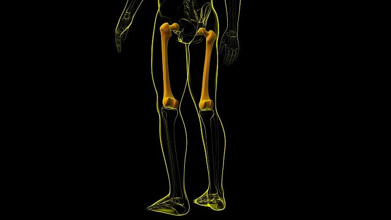 人体骨骼解剖股骨三维渲染