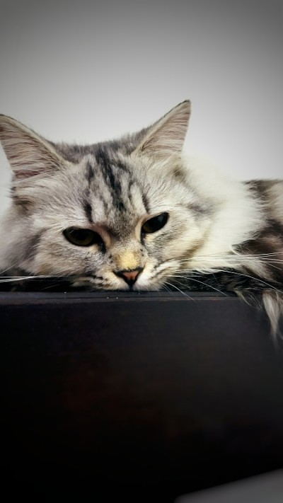 一只猫在家里