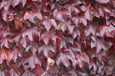 Parthenocissus Tricuspidata