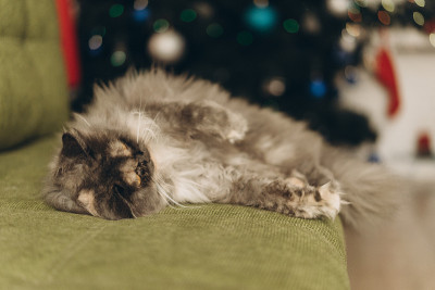 毛绒绒的猫在新年树的背景，散焦从一个花环。选择性对焦，胶片和颗粒照片