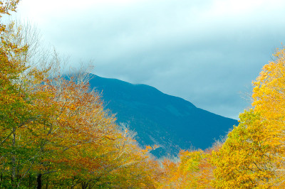 半树半山