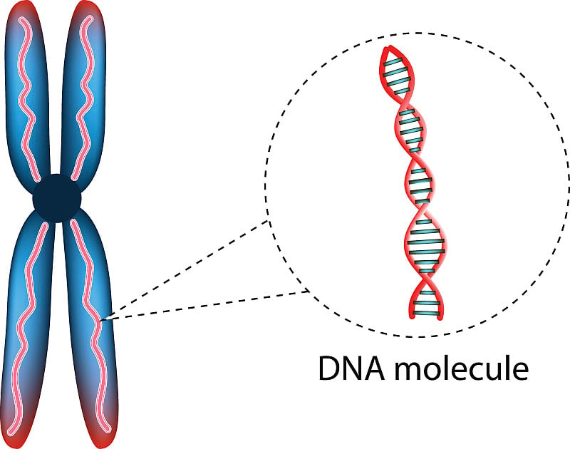 染色体的结构。DNA分子的结构。信息图。矢量插图在孤立的背景。