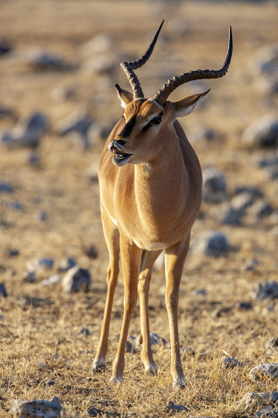 黑脸黑斑羚(Aepyceros melampus petersi) -埃托沙国家公园-纳米比亚-非洲