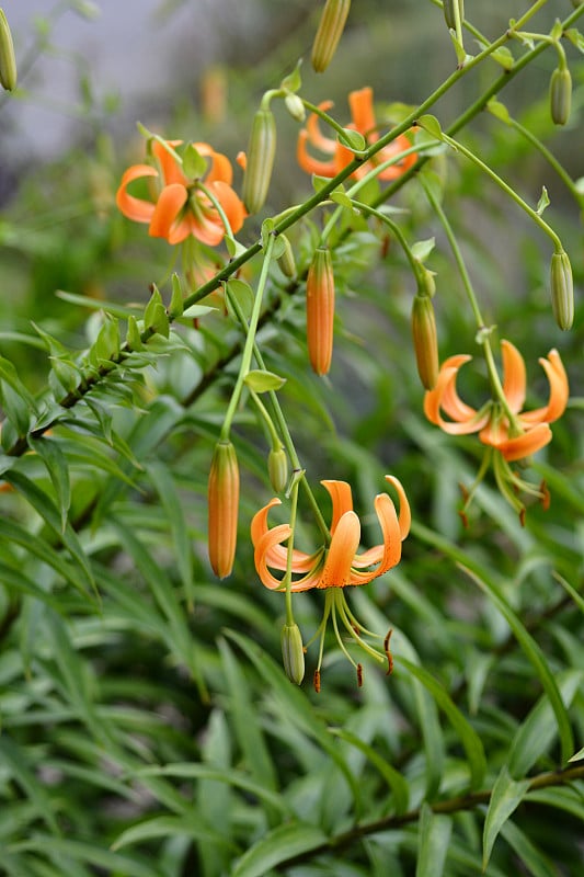 亨利的百合花