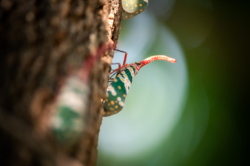 Fulgorid bug,灰飞虱