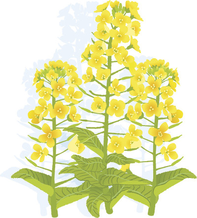 油菜花儿