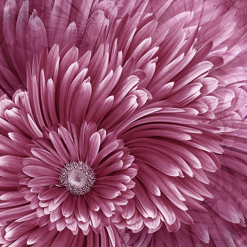 Beautiful floral background. Pink  gerbera flowers