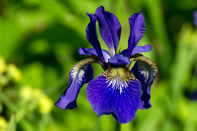 西伯利亚虹膜(Iris_sibirica)