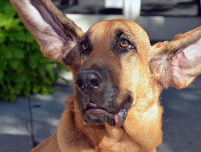 血猎犬