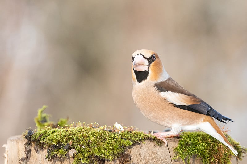 蜡嘴雀Coccothraustes Coccothraustes。一只鸟在冬天的森林里