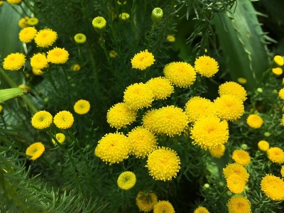 花和植物在温室或热带房子在植物园圣加尔，圣加伦-瑞士