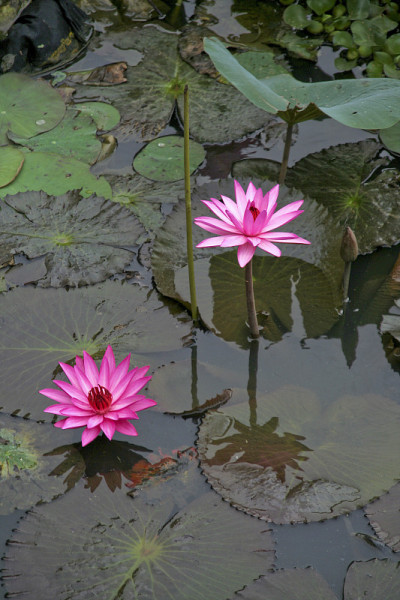 高矮百合花